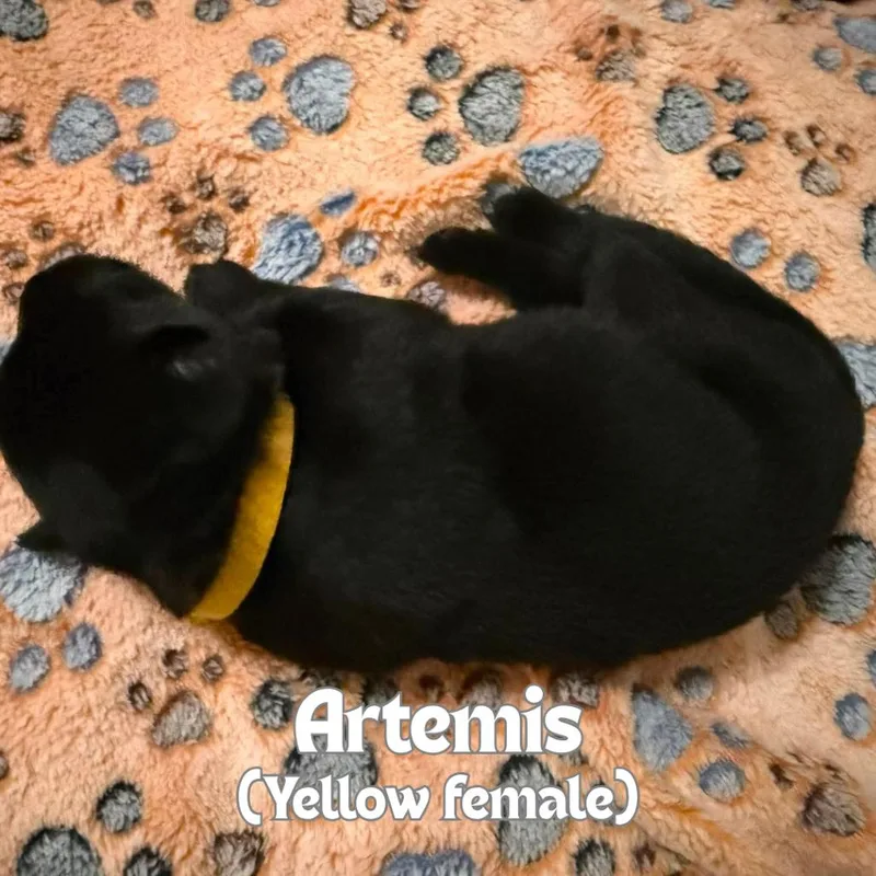A baby small-sized female Black German Shepherd Dog dog named Artemis for adoption in Tulsa, OK