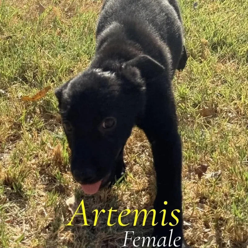 Artemis thumbnail 2