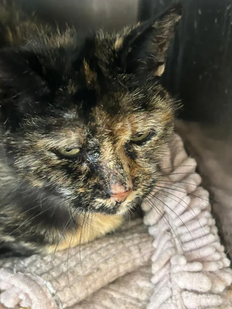 An adult medium-sized female Tortoiseshell cat named Twix for adoption in Lambertville, NJ