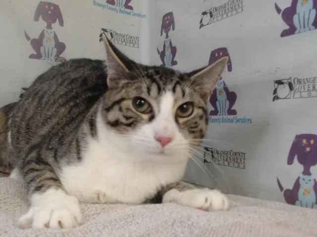 A young small-sized male Domestic Short Hair cat named Tiger for adoption in Orlando, FL