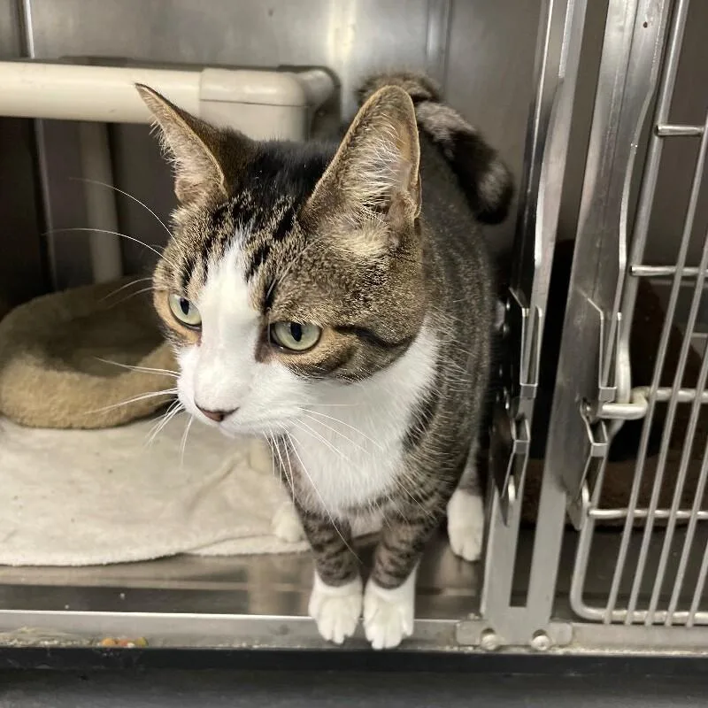 A senior medium-sized male Domestic Short Hair cat named Jackson for adoption in Roanoke, VA