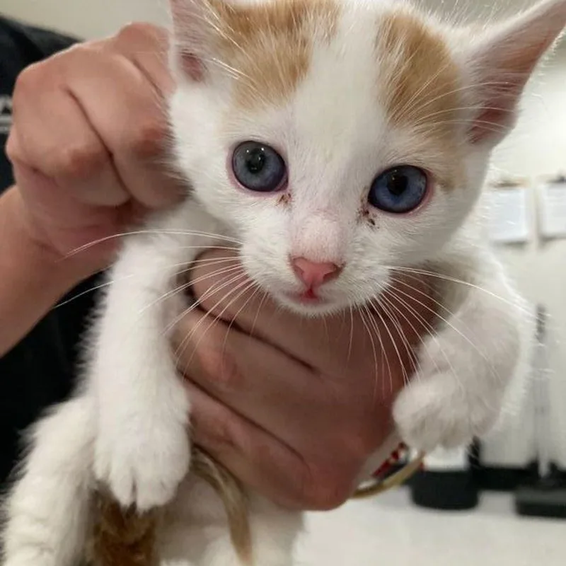 A young medium-sized male Domestic Short Hair cat named Pluto for adoption in Lake Havasu City, AZ