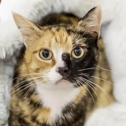 An adult small-sized female Domestic Short Hair cat named Oakley for adoption in Camano Island, WA
