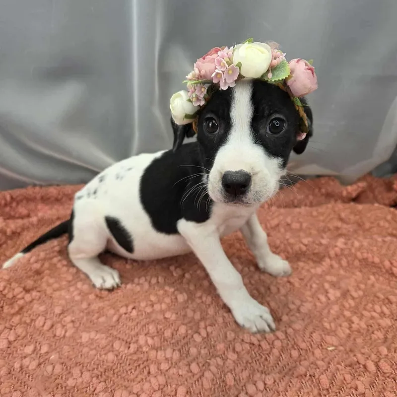 A baby medium-sized female Black Australian Cattle Dog / Blue Heeler dog named Stephanie for adoption in Foley, AL