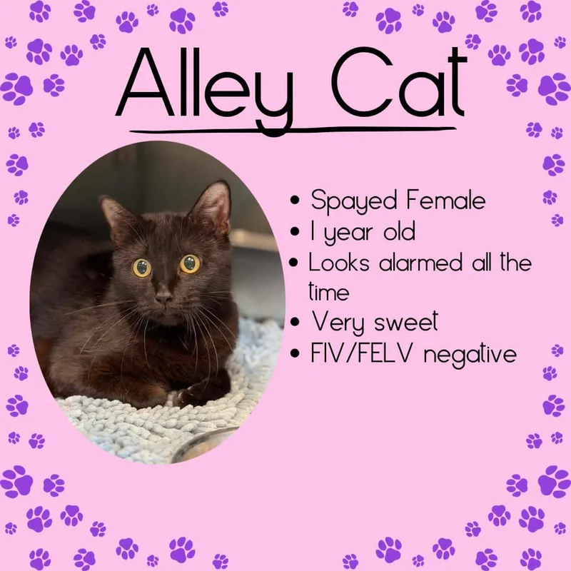 Alleycat