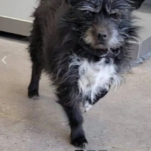 A senior small-sized female Black Chihuahua dog named Trandosha for adoption in Loves Park, IL