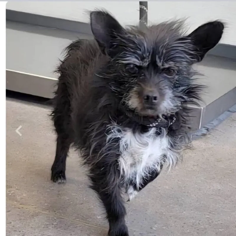 Trandosha thumbnail 2