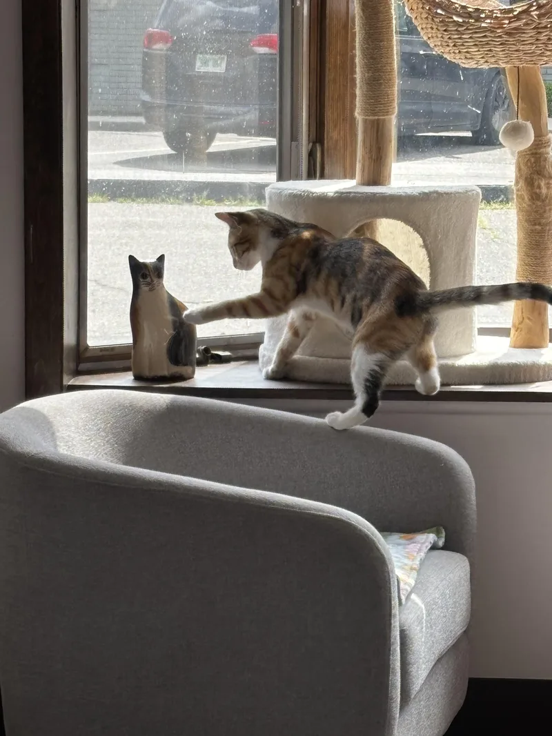 A young small-sized female Torbie Domestic Short Hair cat named Cortina for adoption in Grosse Ile, MI