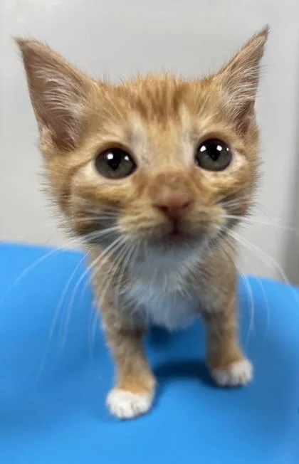 A baby small-sized male Domestic Short Hair cat named Toulouse for adoption in Cumming, GA