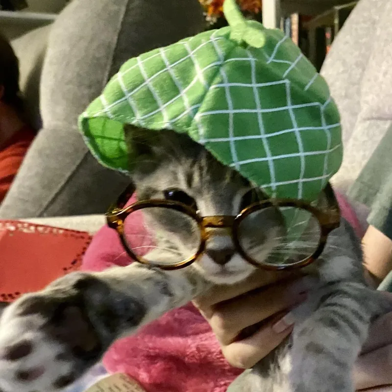 A baby small-sized female Gray / Blue / Silver American Shorthair cat named Snap for adoption in Freeport, FL