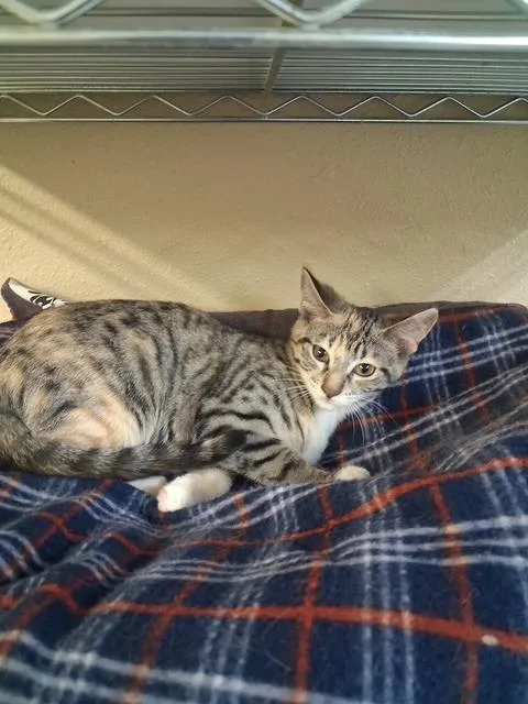 A baby medium-sized female Domestic Short Hair cat named Crystal for adoption in Hot Springs, SD