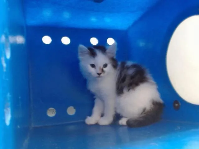 A baby small-sized male Domestic Short Hair cat named Mango for adoption in Orlando, FL