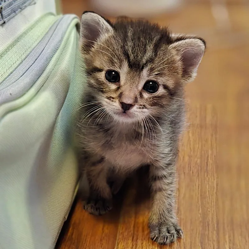 A baby small-sized female Gray / Blue / Silver Domestic Short Hair cat named Yuffie for adoption in League City, TX