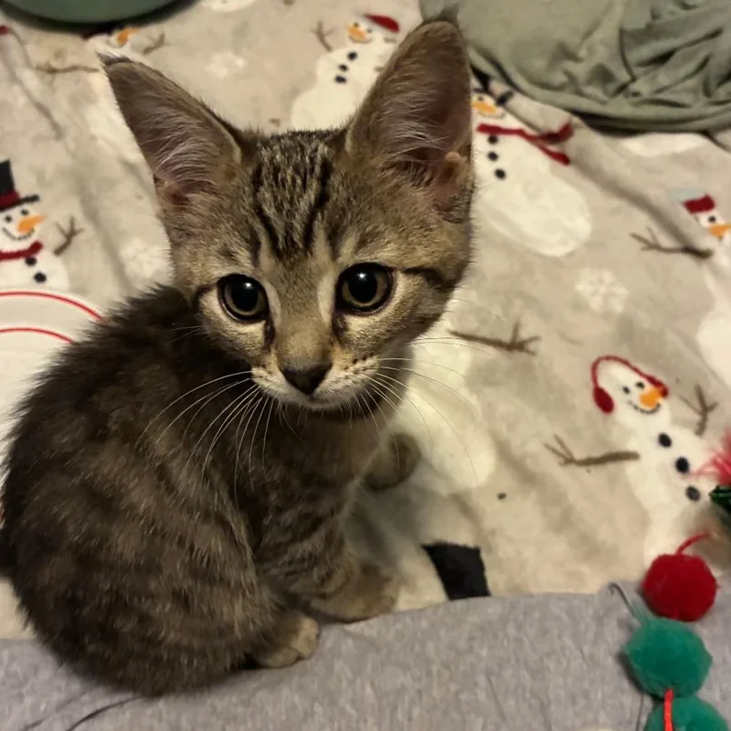 A baby small-sized male Gray / Blue / Silver Domestic Short Hair cat named Ray for adoption in Abingdon, MD