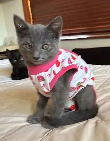 A baby medium-sized female Gray / Blue / Silver Russian Blue cat named Wiya for adoption in oceanside, CA