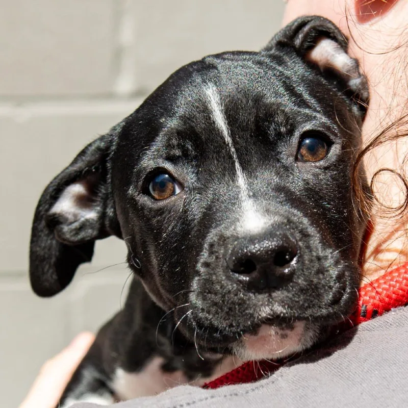 A baby medium-sized male Black Pit Bull Terrier dog named Chemdawg Avail By Appt for adoption in Kennebunk, ME