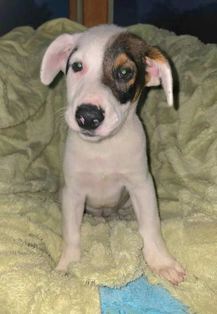 A baby large-sized male Tricolor (Brown, Black, & White) Hound dog named Jackson for adoption in Irwin, PA