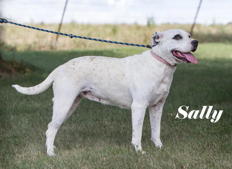 An adult medium-sized female American Bulldog dog named Sally for adoption in Stover, MO