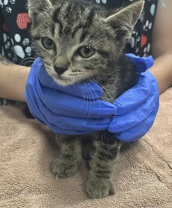 A baby small-sized male Domestic Short Hair cat named Shohei for adoption in Escondido, CA