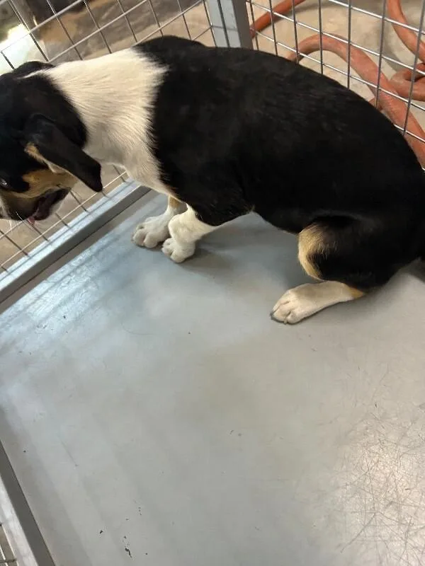 A young small-sized male Tricolor (Brown, Black, & White) Mixed Breed dog named Chicharito for adoption in Hobbs, NM