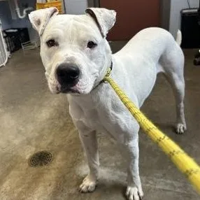 An adult large-sized male White / Cream Terrier dog named Stromboli for adoption in Rapid City, SD