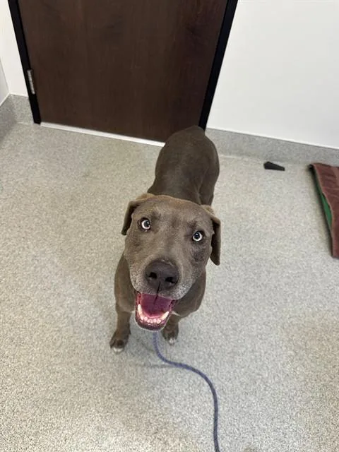 An adult medium-sized male Weimaraner dog named Nino for adoption in San Luis Obispo, CA
