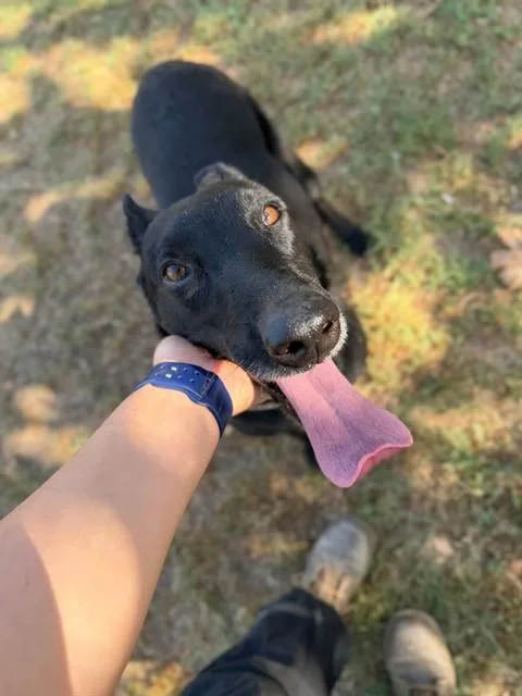 An adult large-sized female Belgian Shepherd / Malinois dog named Dawn for adoption in Riverside, CA