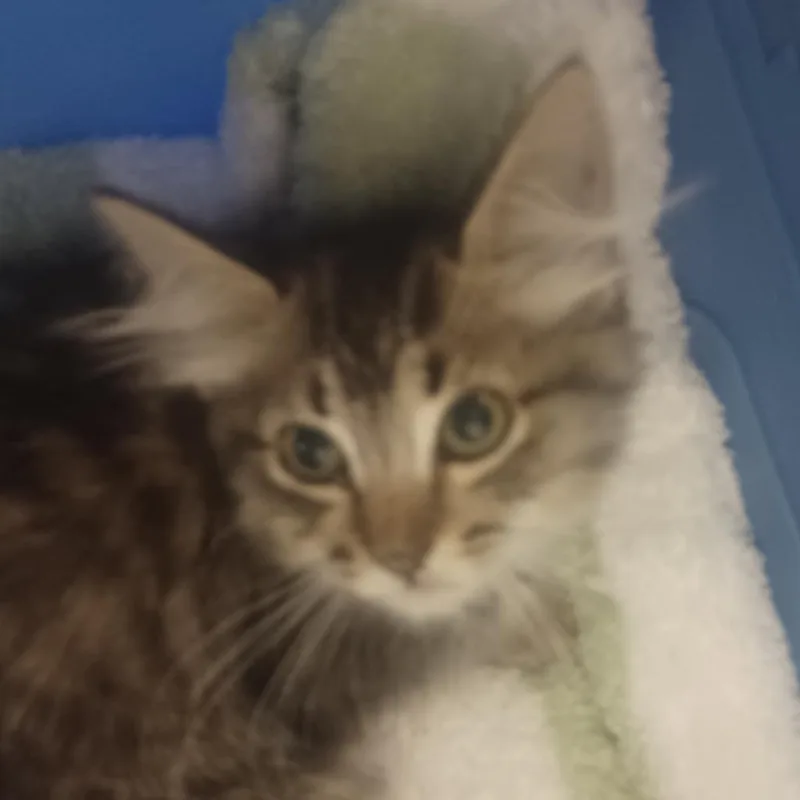 Pollyanna thumbnail 2