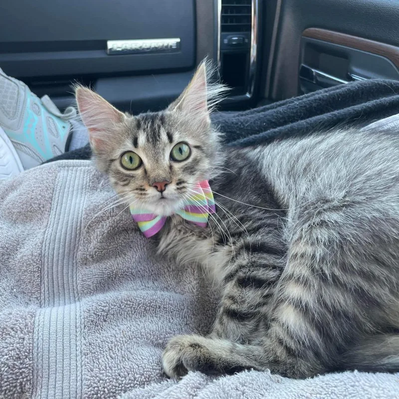 Pollyanna thumbnail 3