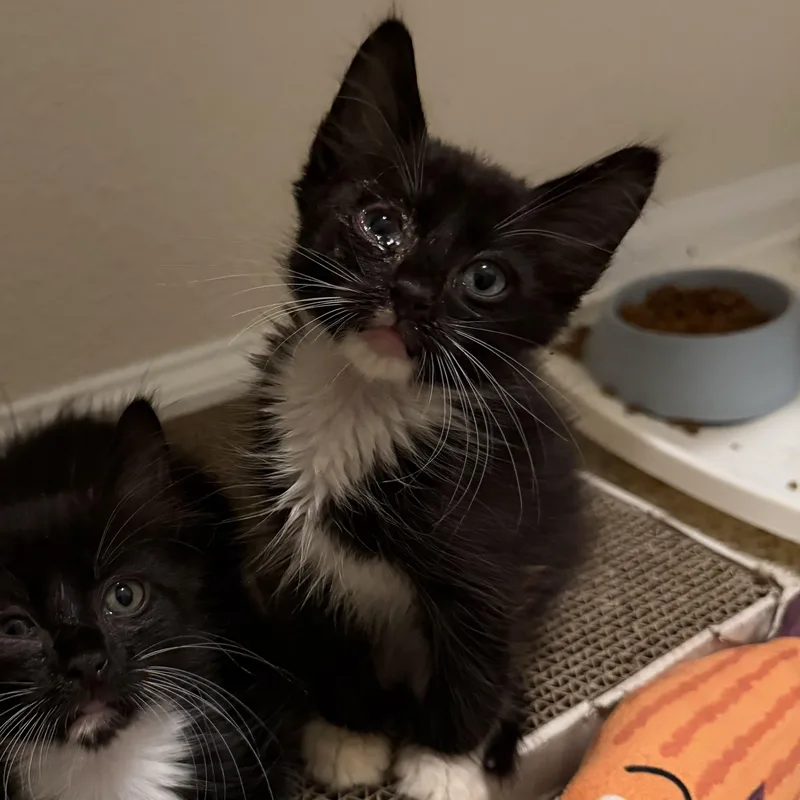 A baby medium-sized male Black & White / Tuxedo Domestic Long Hair cat named Alfie for adoption in jacksonville, FL