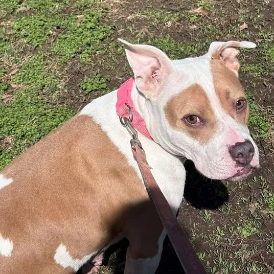 An adult small-sized female White / Cream Mixed Breed dog named Diamond for adoption in Jeffersonville, IN