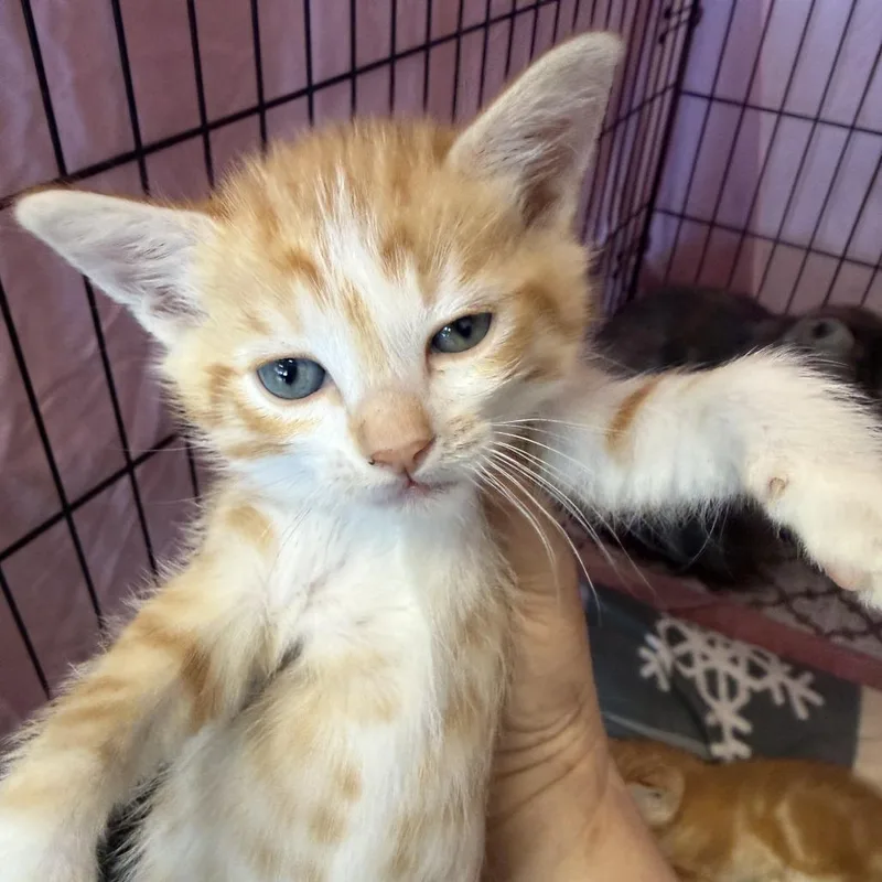 A baby small-sized male Orange / Red Domestic Short Hair cat named Wilburt for adoption in Austin, TX