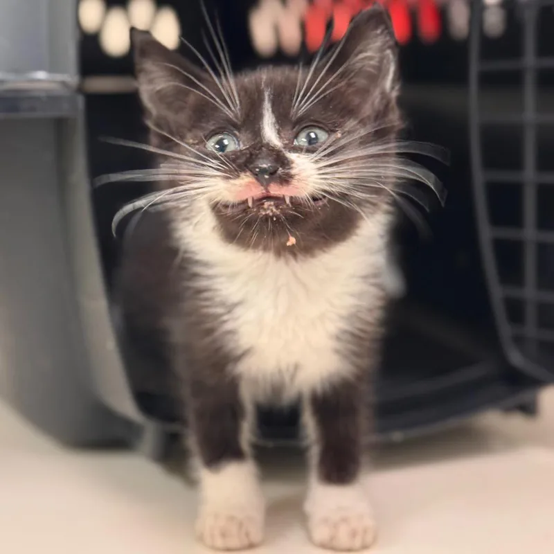 A baby small-sized male Black Domestic Short Hair cat named Terrapin for adoption in Lynchburg, VA