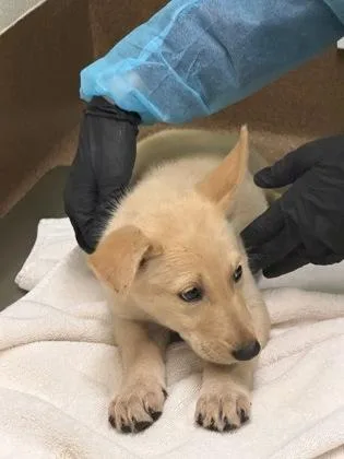 A baby large-sized female Yellow / Tan / Blond / Fawn Mixed Breed dog named Dana for adoption in Wichita, KS