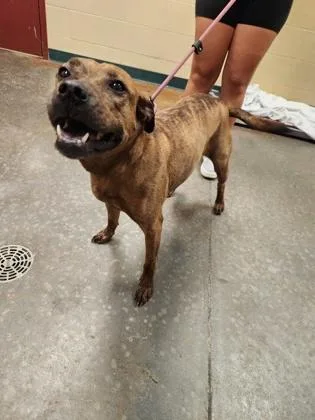 An adult medium-sized female Mixed Breed dog named Serenity for adoption in Independence, MO