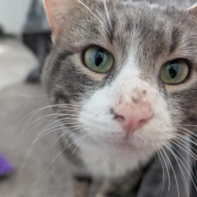 An adult medium-sized male Gray / Blue / Silver Domestic Short Hair cat named Conell for adoption in Tacoma, WA