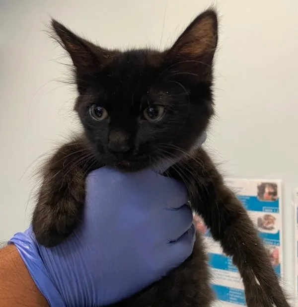 A baby small-sized female Domestic Long Hair cat named Mystique for adoption in El Cajon, CA