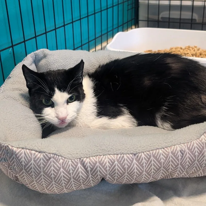 A senior small-sized male White Domestic Short Hair cat named Zorro for adoption in Jefferson city, TN