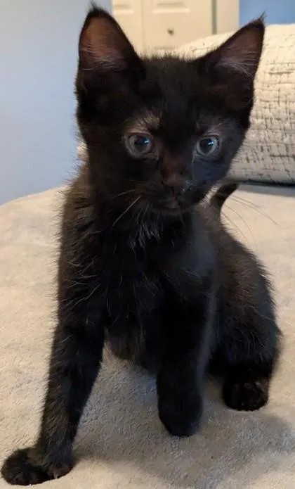 A baby small-sized male Domestic Short Hair cat named Kraken for adoption in Divide, CO