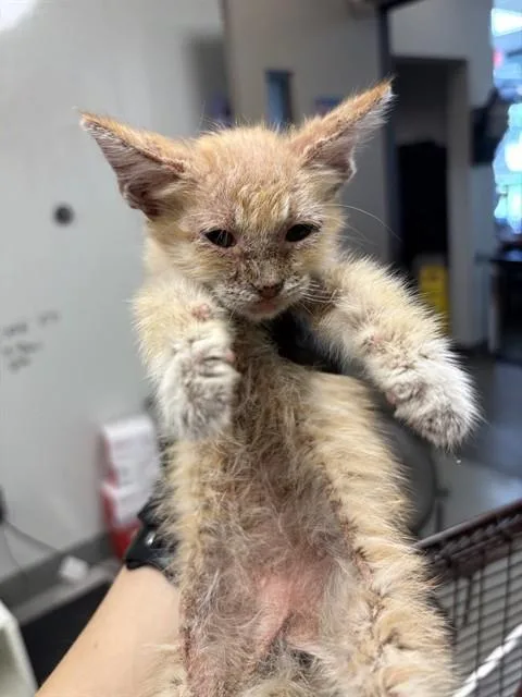 A baby small-sized female Domestic Short Hair cat named Adidas for adoption in Ontario, CA