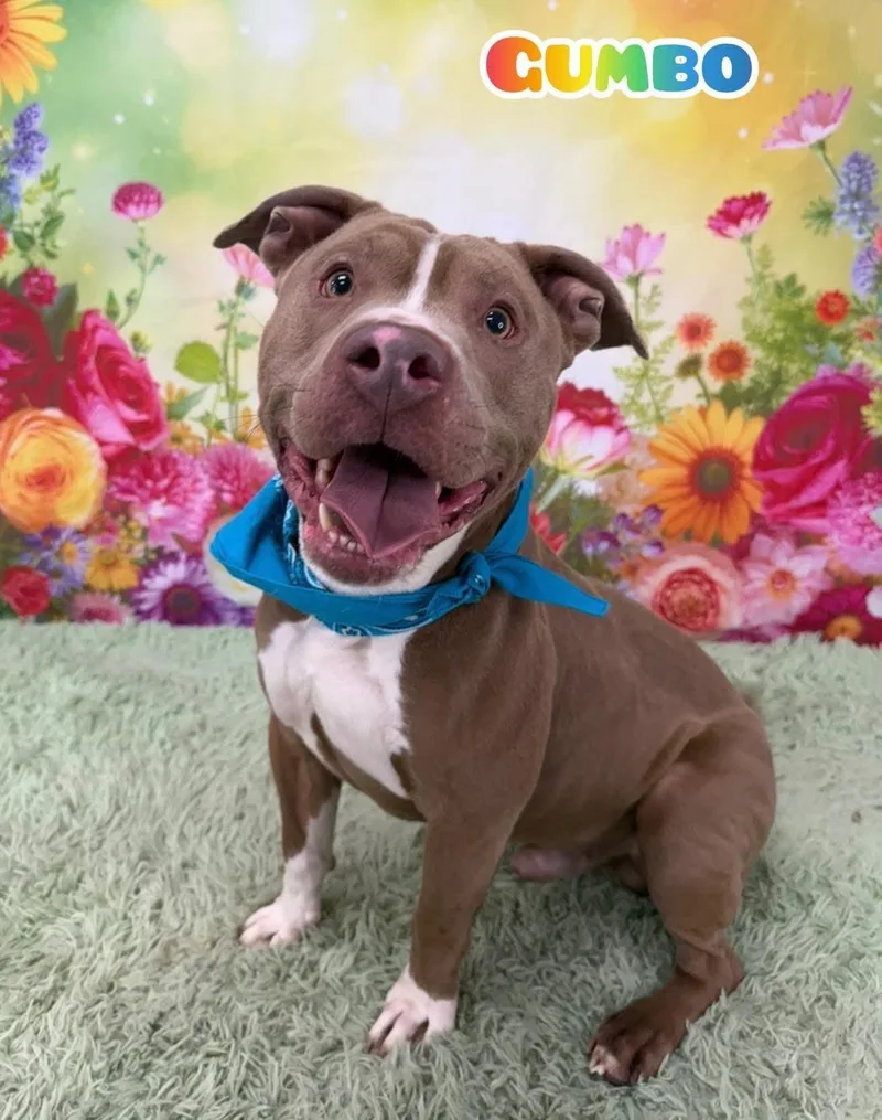 An adult medium-sized male Brown / Chocolate Mixed Breed dog named Gumbo for adoption in Flint, MI