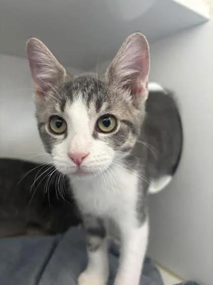 A baby small-sized male Domestic Medium Hair cat named Porsche for adoption in Manteo, NC