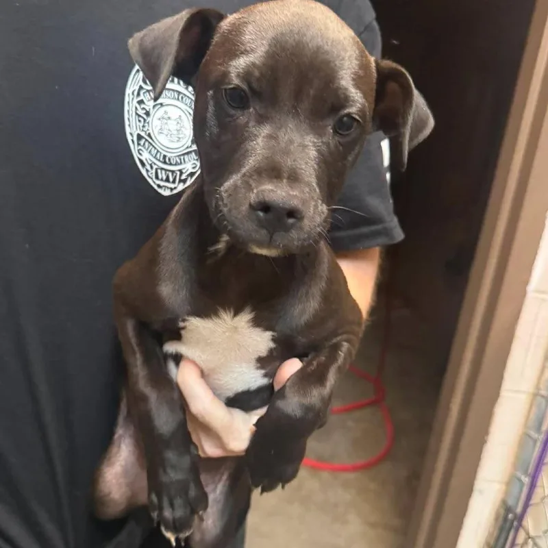 A baby small-sized male Black Pit Bull Terrier dog named Darter for adoption in Shinnston, WV