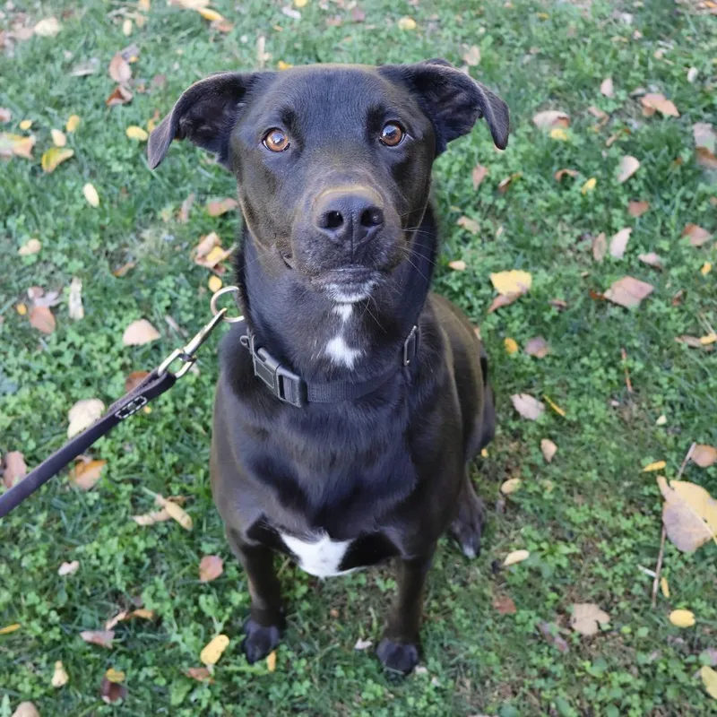 An adult medium-sized male Black Labrador Retriever dog named Koda for adoption in Briarcliff Manor, NY