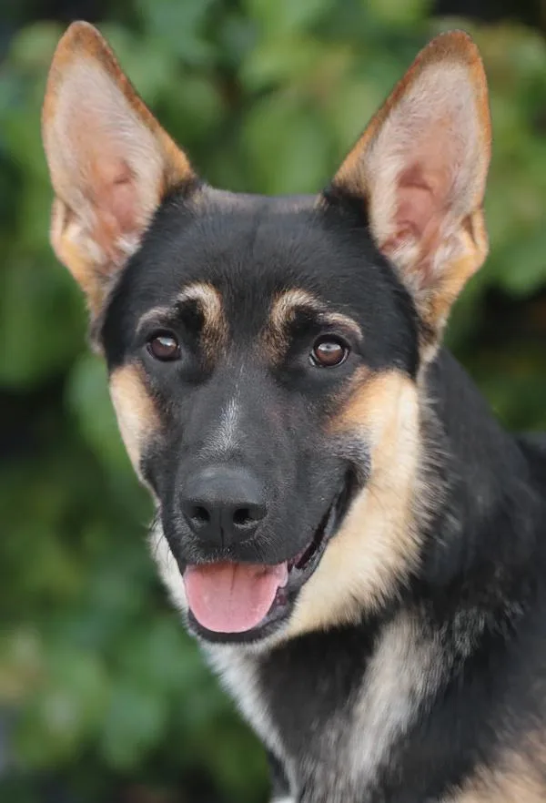 A young large-sized male Black German Shepherd Dog dog named Spike Von Suhl for adoption in Los Angeles, CA