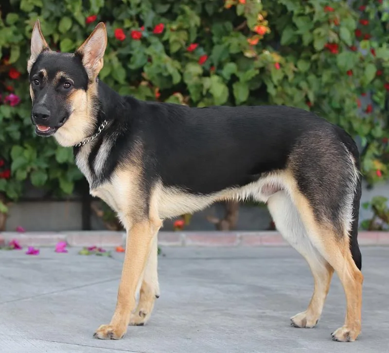 Spike Von Suhl thumbnail 2