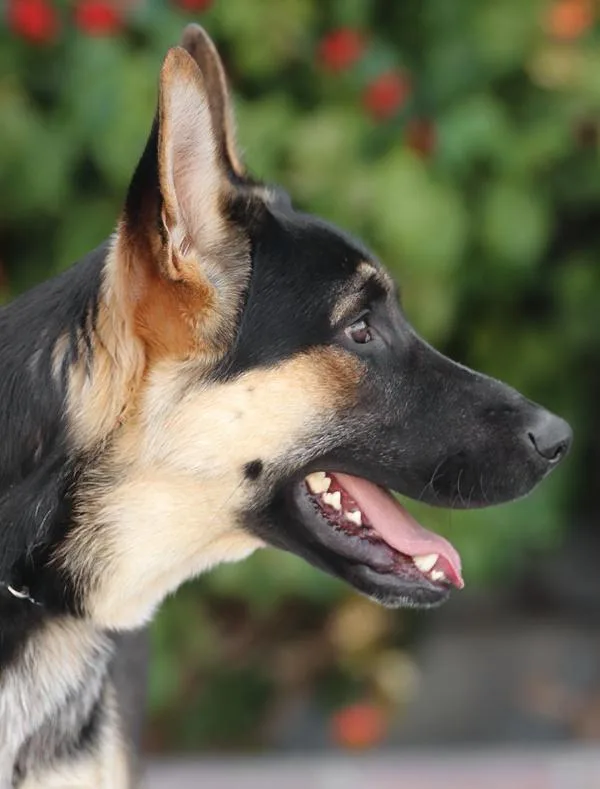 Spike Von Suhl thumbnail 3