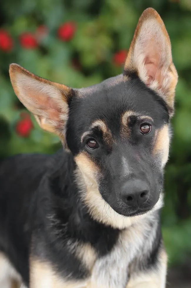 Spike Von Suhl thumbnail 5