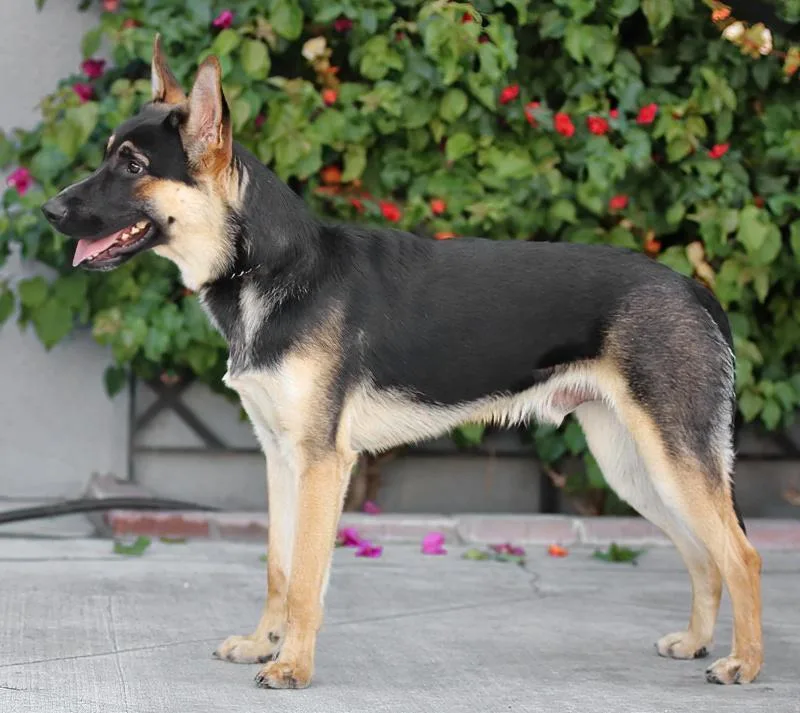 Spike Von Suhl thumbnail 6