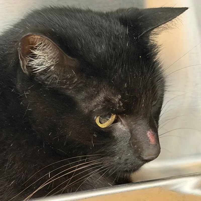 A senior large-sized male Black Domestic Short Hair cat named Bobby for adoption in Clearwater, FL